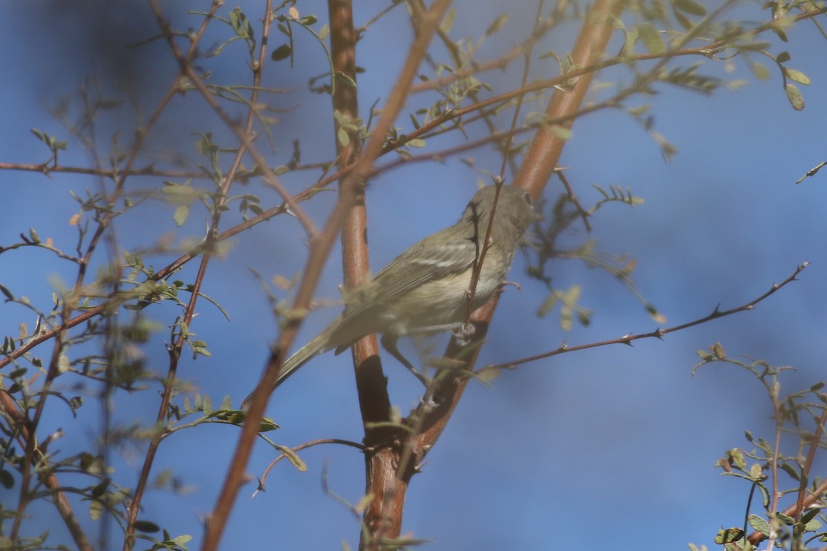 Bell's Vireo - ML645750836