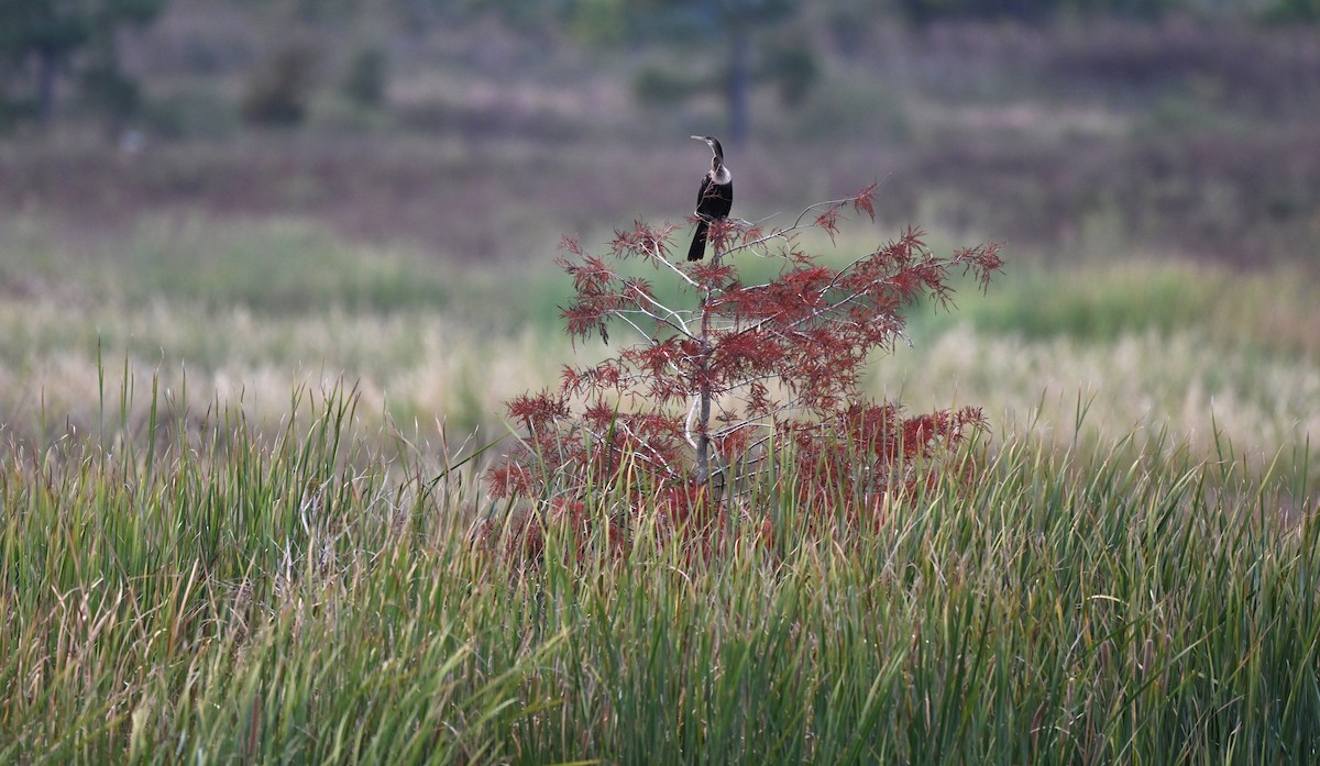 Anhinga - ML645750838