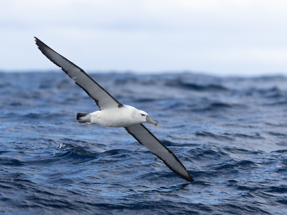 White-capped Albatross - ML645750841