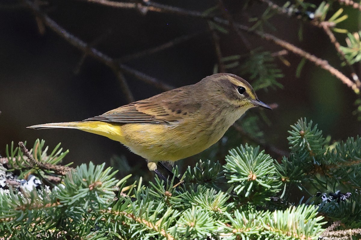 Palm Warbler - ML645750852