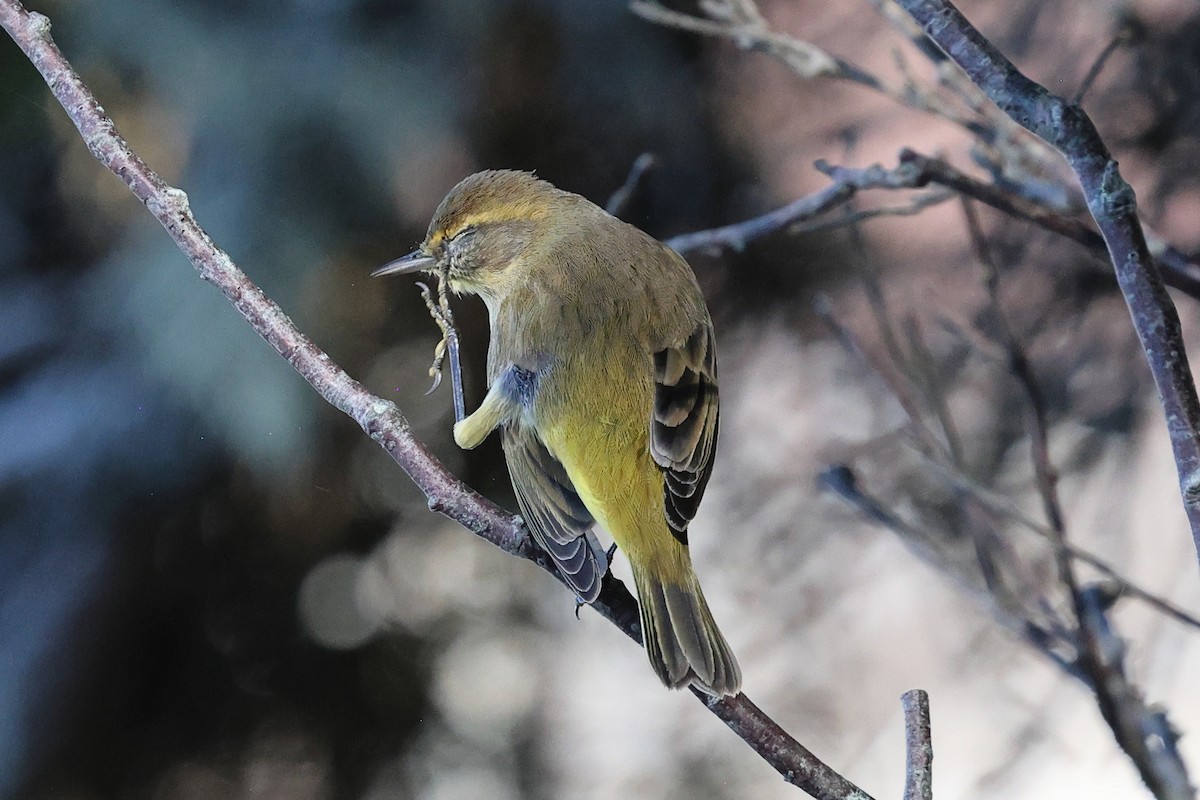 Palm Warbler - ML645750853