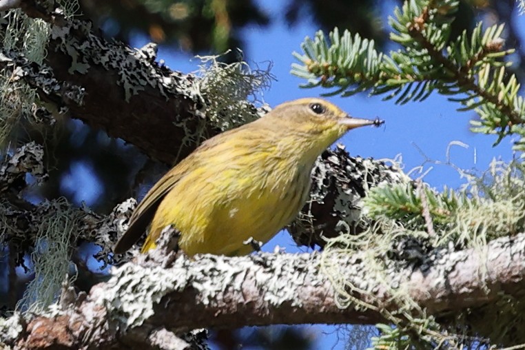 Palm Warbler - ML645750854