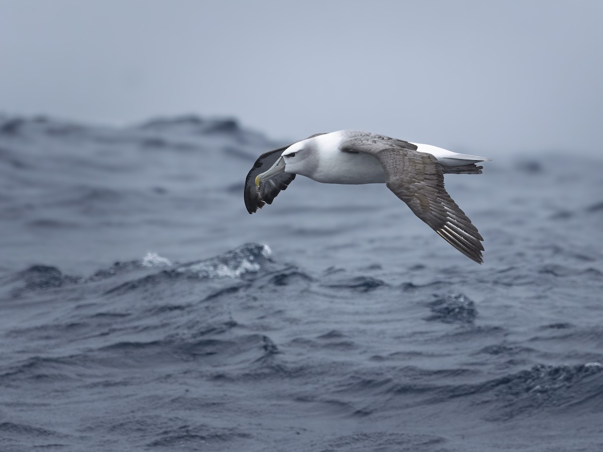 White-capped Albatross - ML645750877