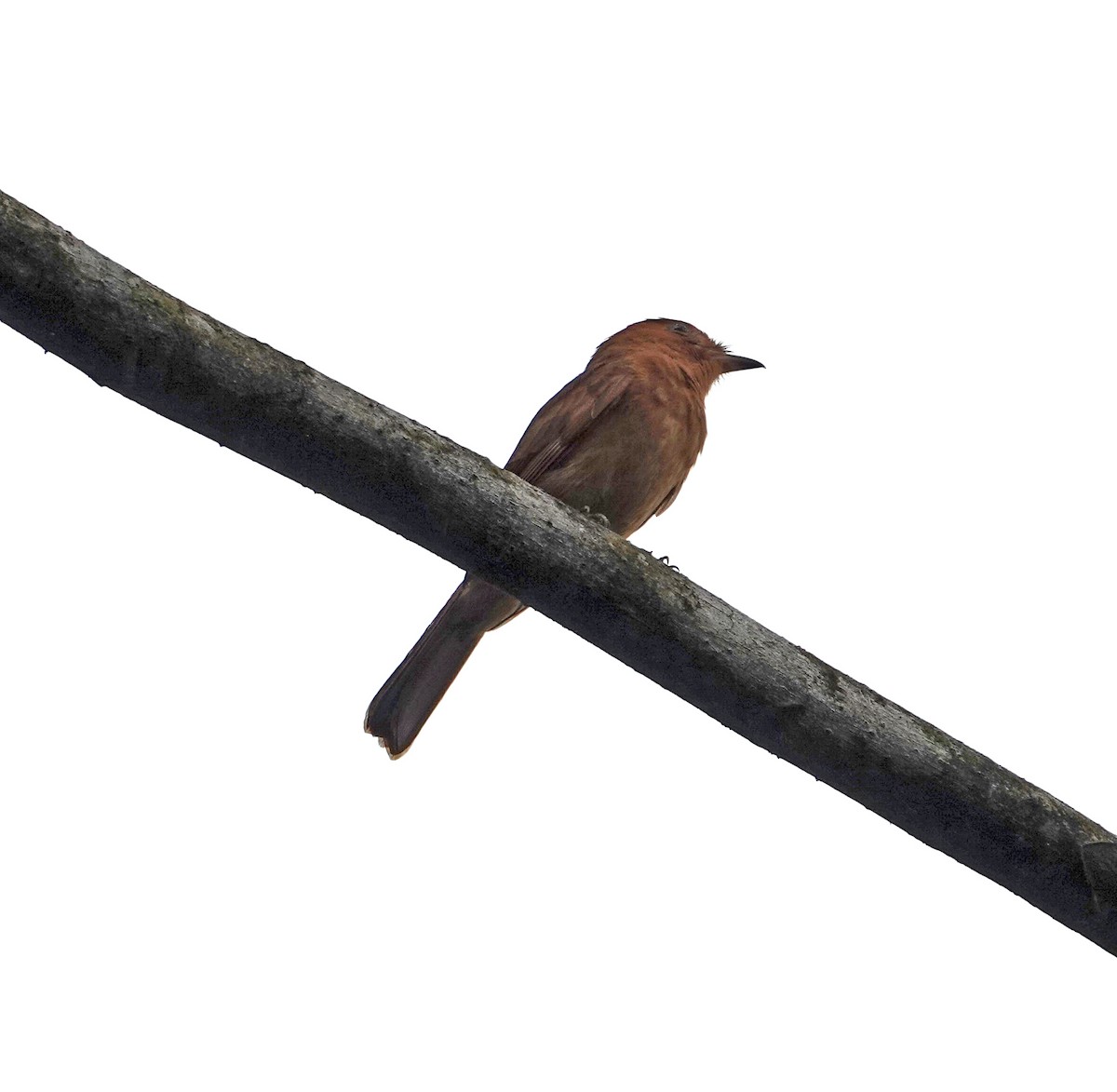 Rufous Mourner - ML645750895