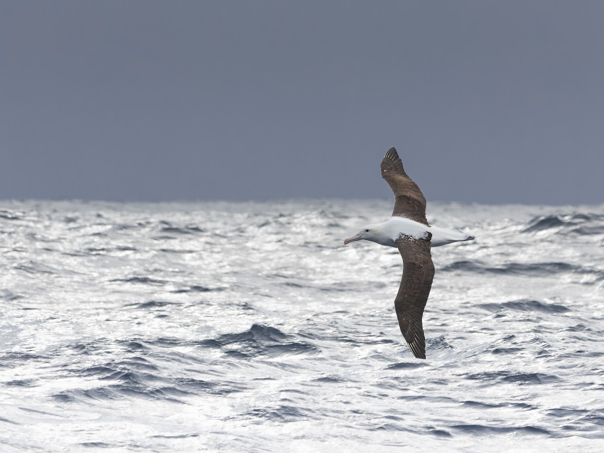 Northern Royal Albatross - ML645750901