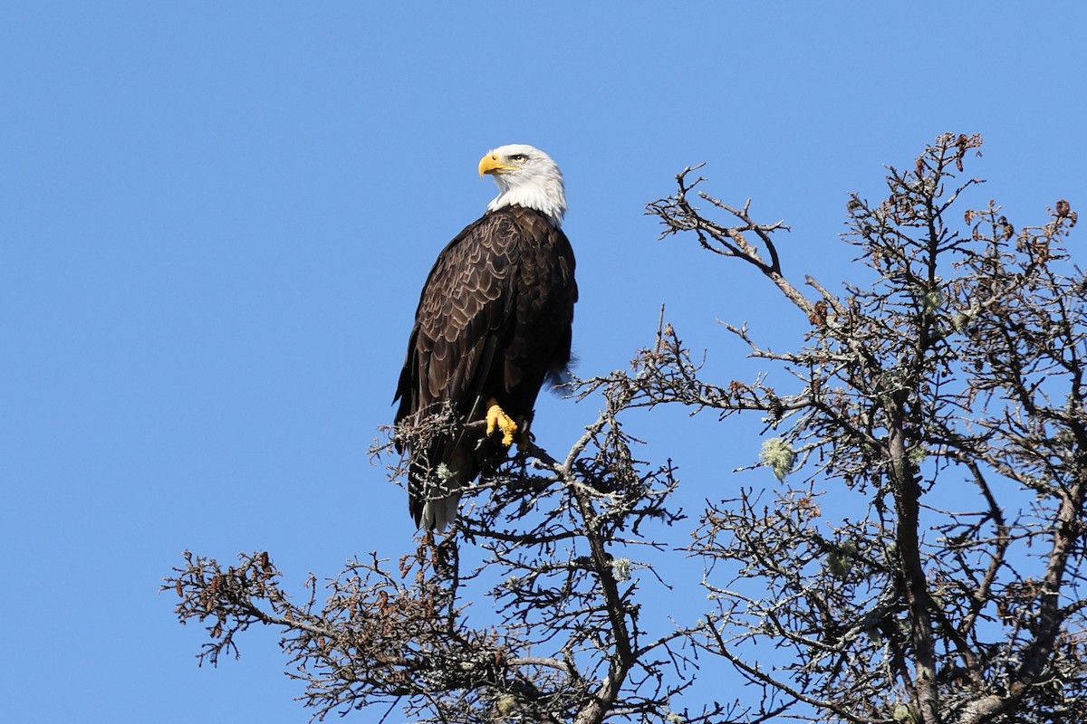 Itsas arrano buruzuria - ML645750906