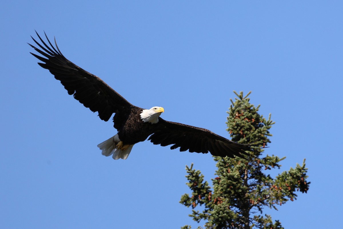 Itsas arrano buruzuria - ML645750908