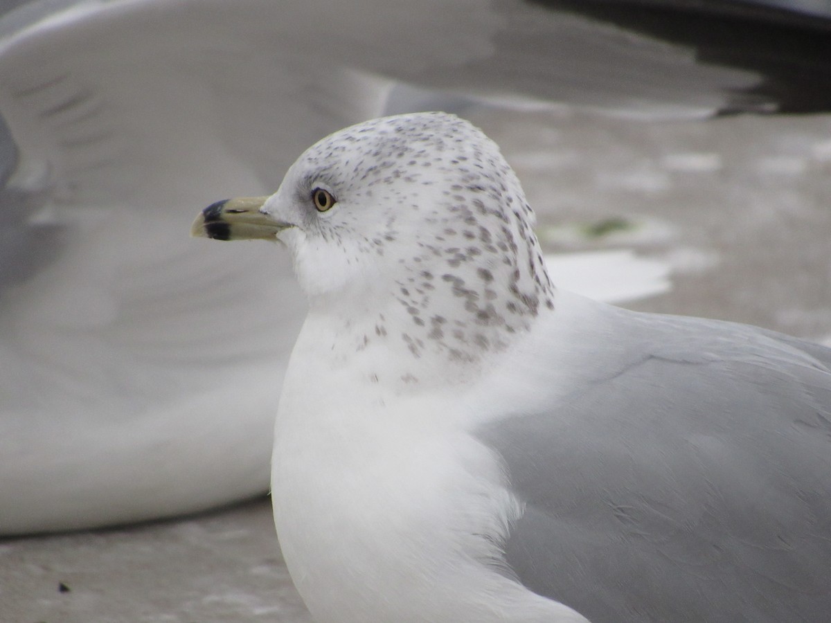 Ring-billed Gull - ML645750911