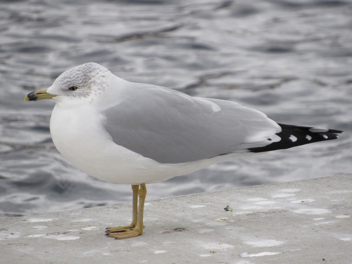 Ring-billed Gull - ML645750912