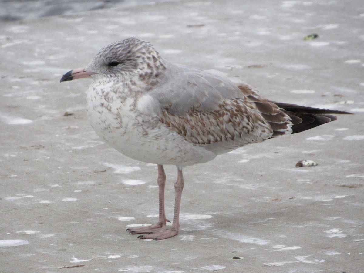 Ring-billed Gull - ML645750913