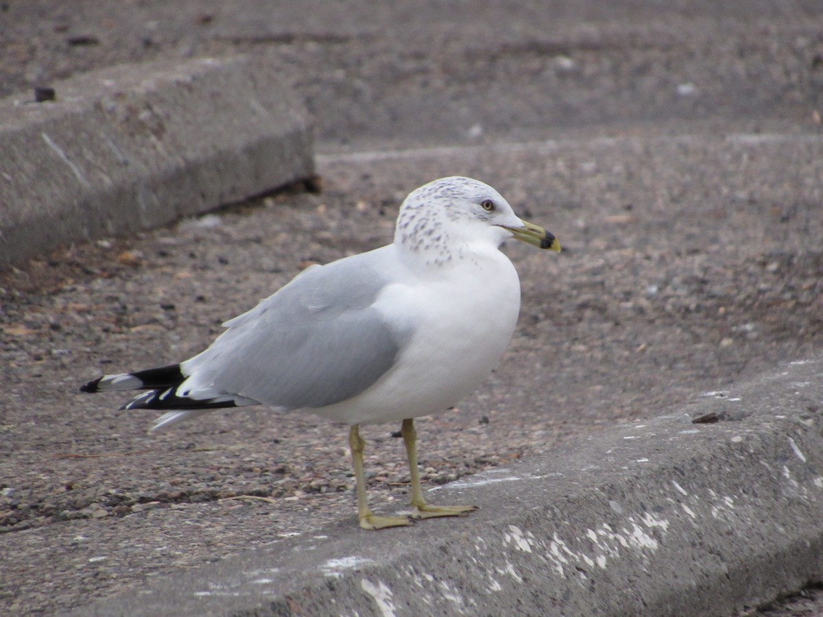 Ring-billed Gull - ML645750914