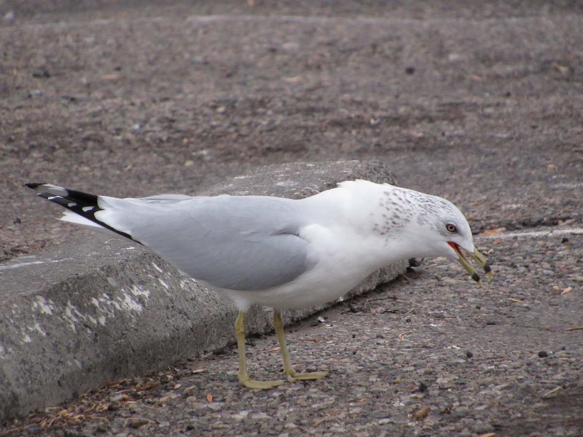 Ring-billed Gull - ML645750915