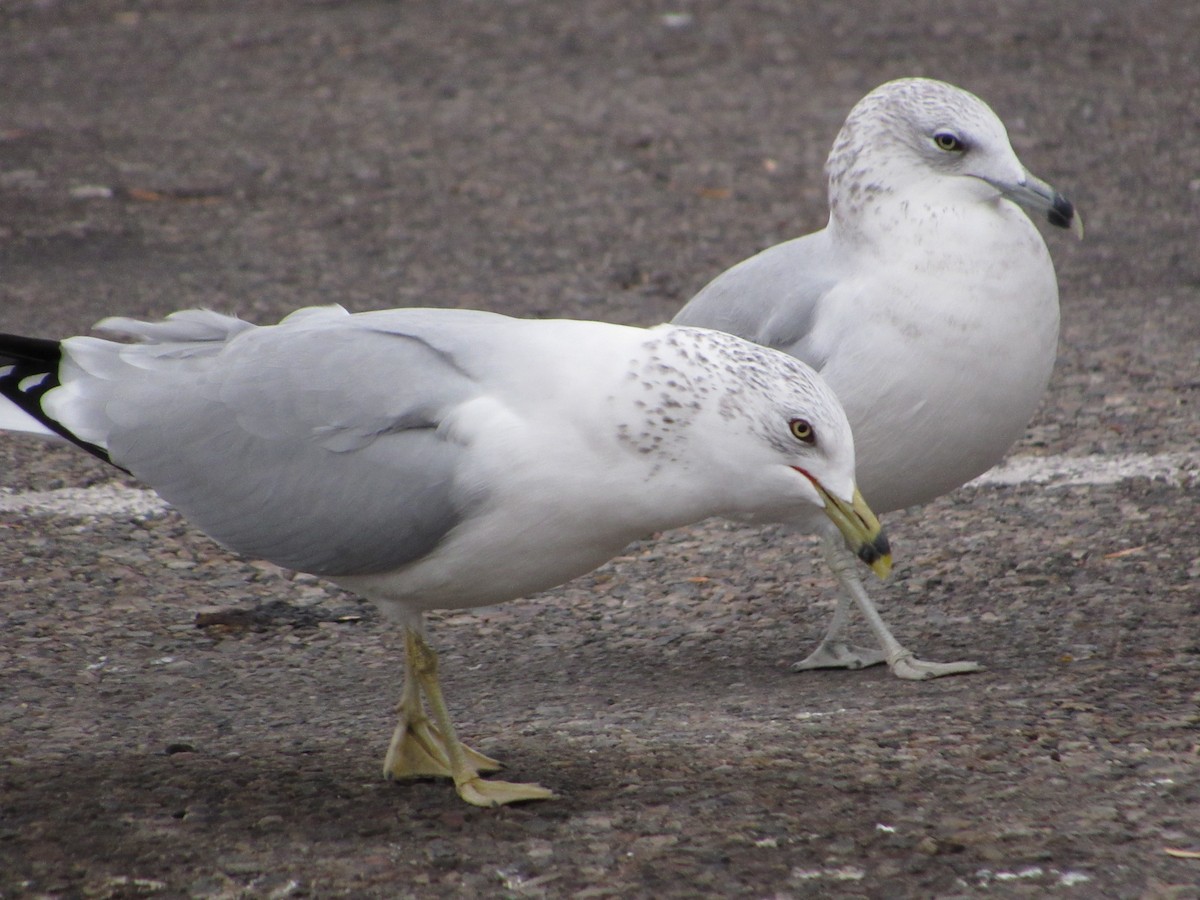 Ring-billed Gull - ML645750916