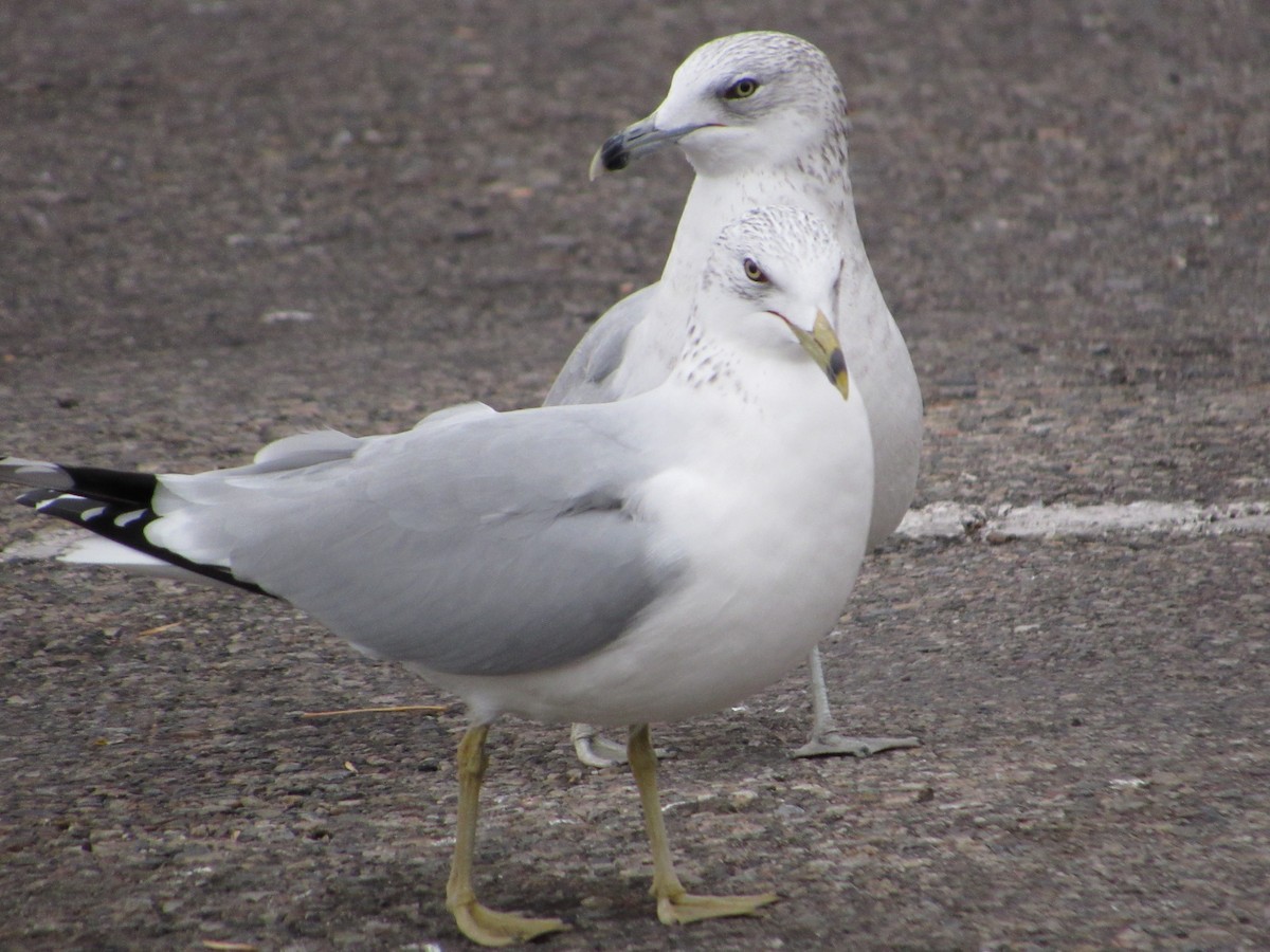 Ring-billed Gull - ML645750917