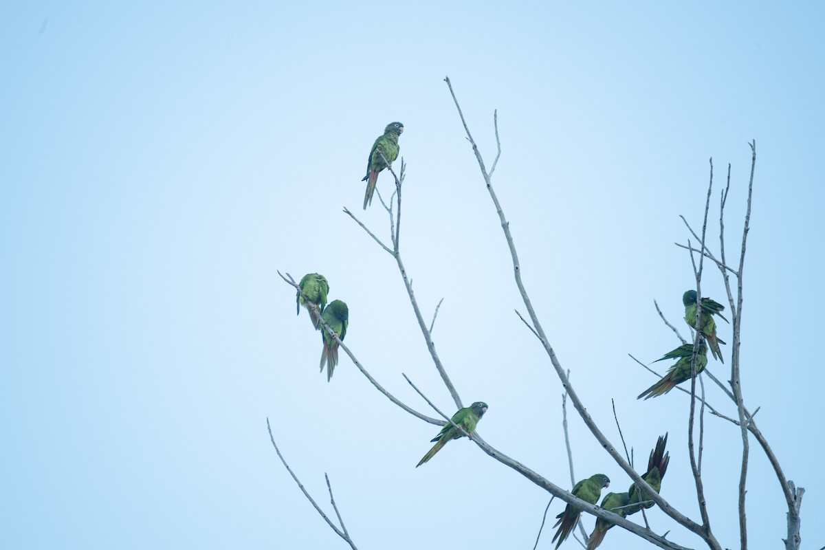 Blue-crowned Parakeet - ML645750918