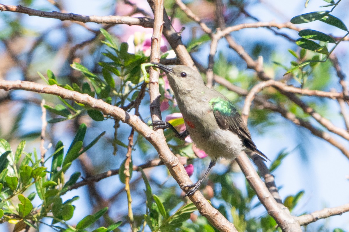 Southern Double-collared Sunbird - ML645750920