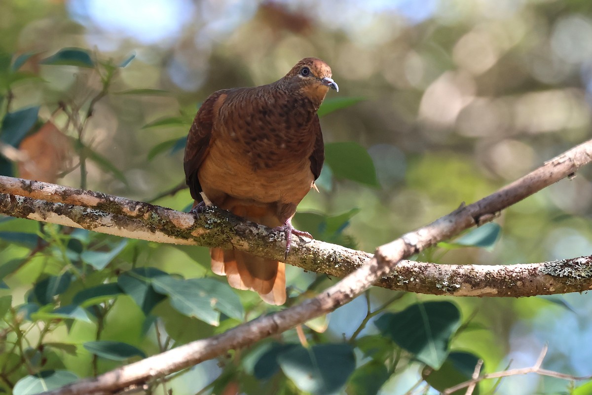 Phasianelle brune - ML645750921