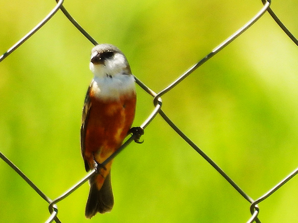 Marsh Seedeater - ML645750929