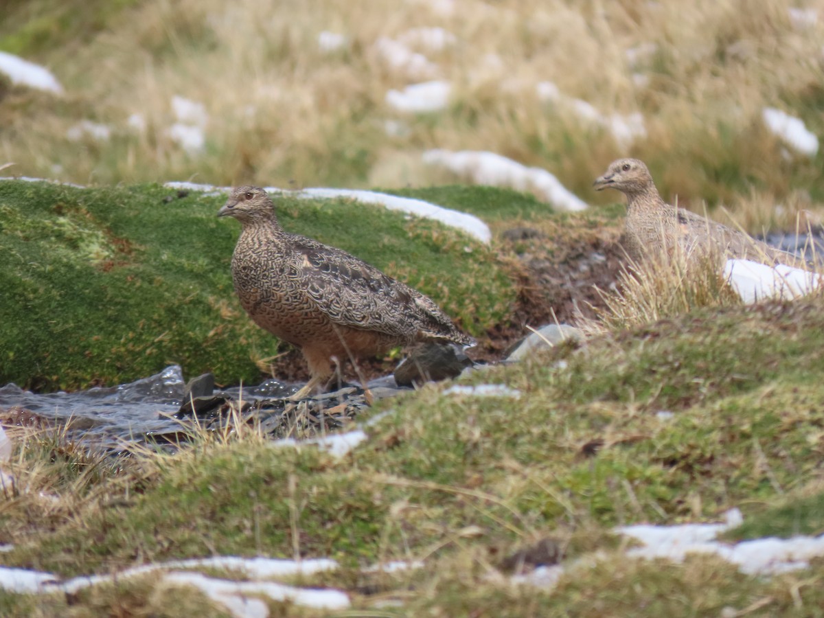 Rufous-bellied Seedsnipe - ML645750937