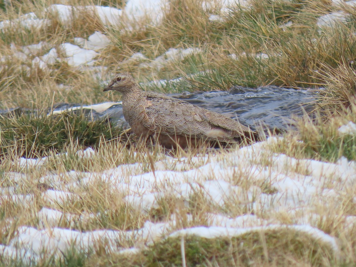 Rufous-bellied Seedsnipe - ML645750938