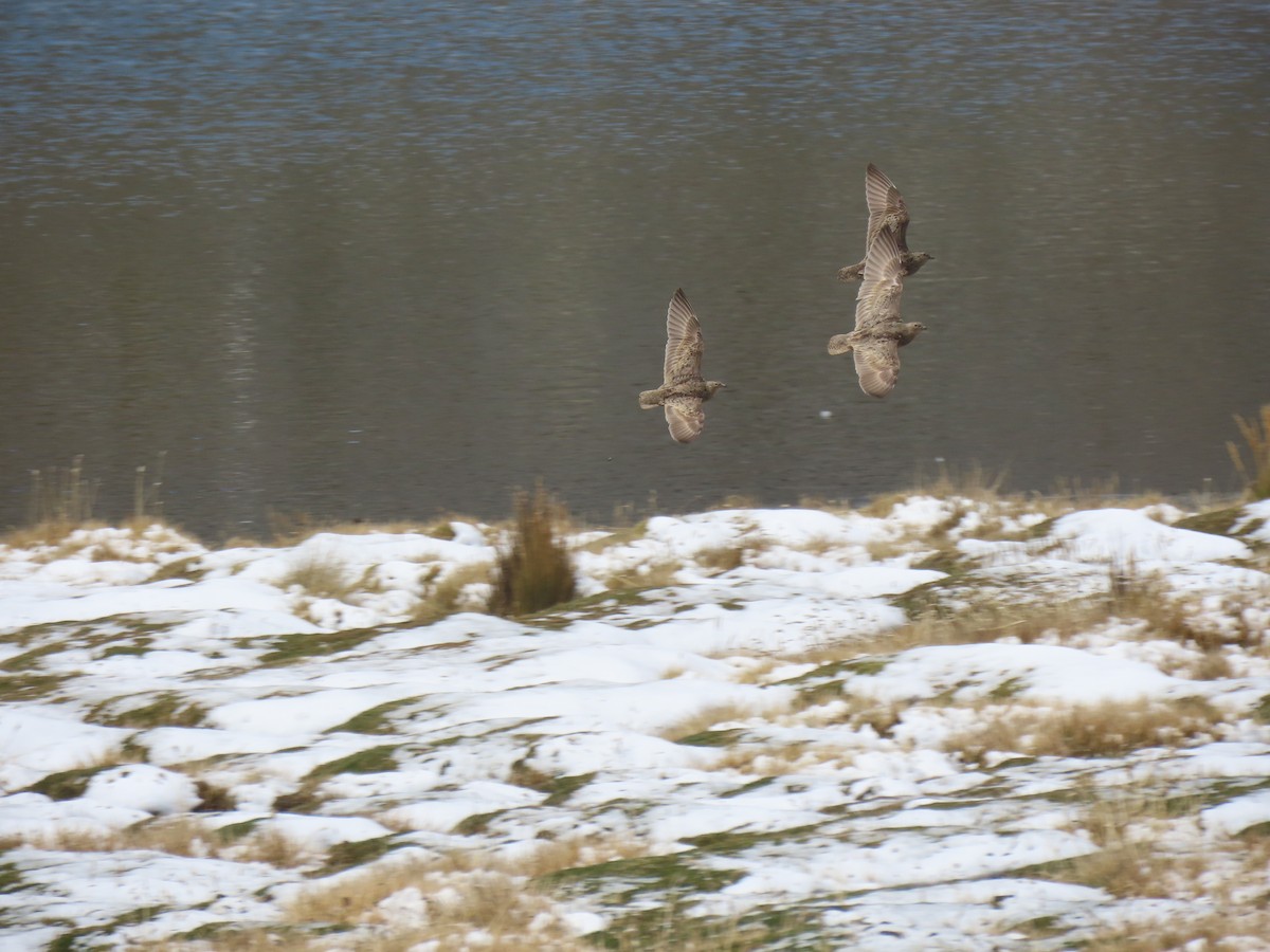 Rufous-bellied Seedsnipe - ML645750939