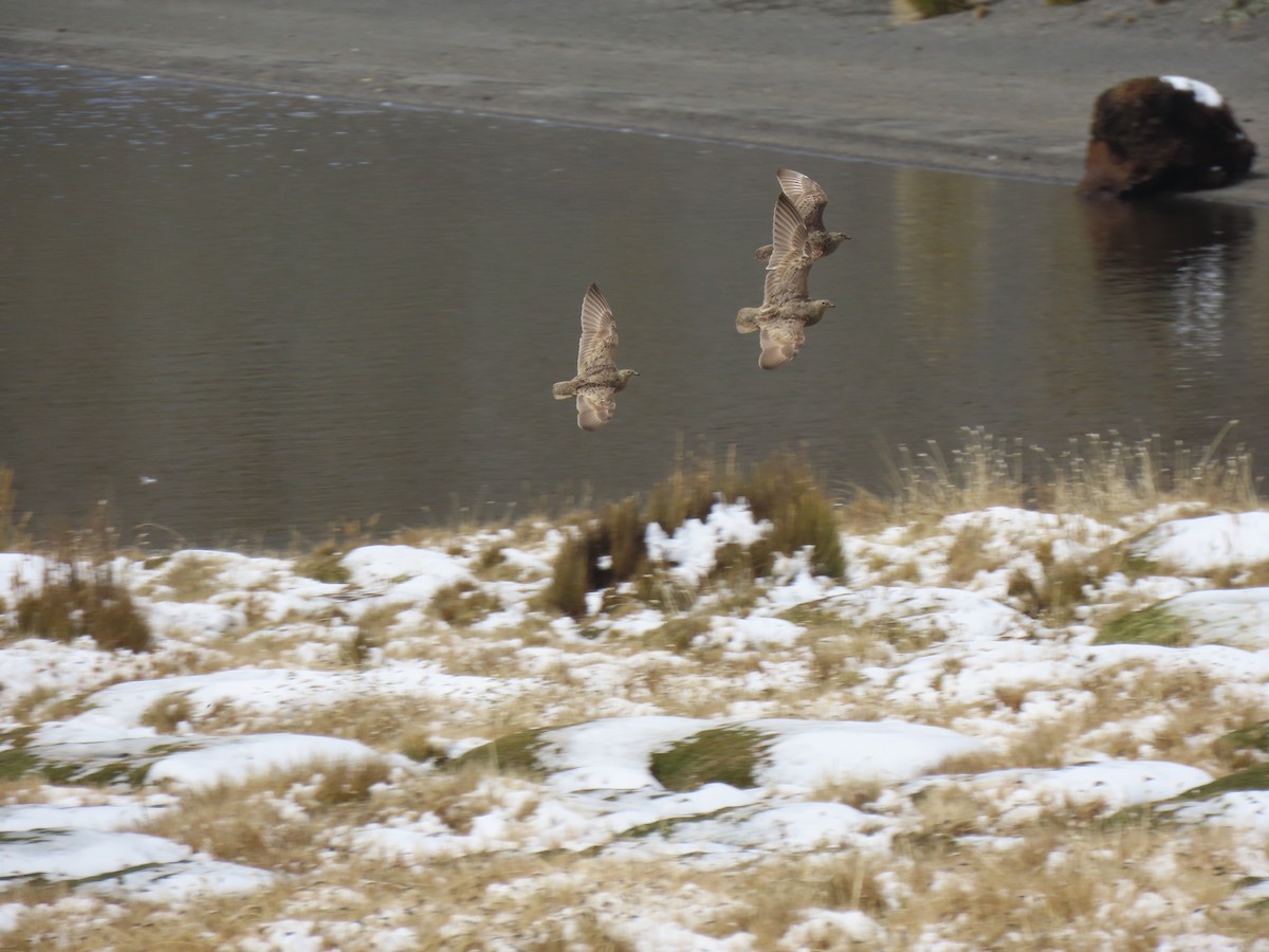 Rufous-bellied Seedsnipe - ML645750940