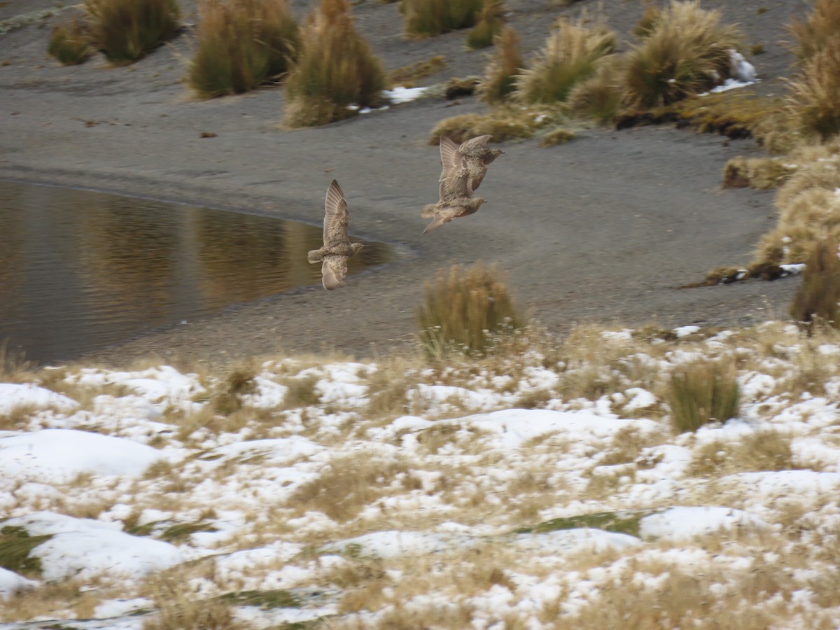 Rufous-bellied Seedsnipe - ML645750941