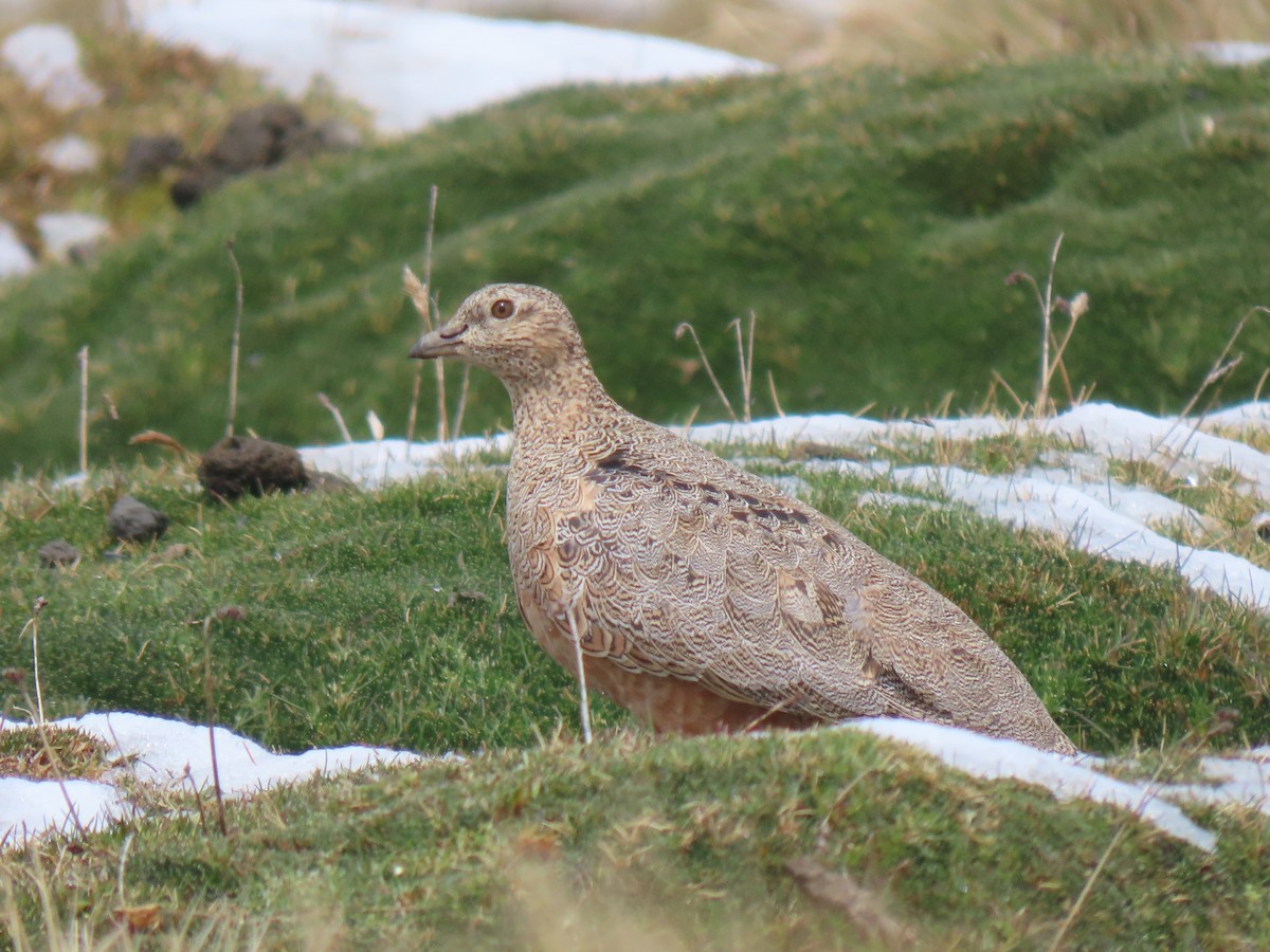 Rufous-bellied Seedsnipe - ML645750942