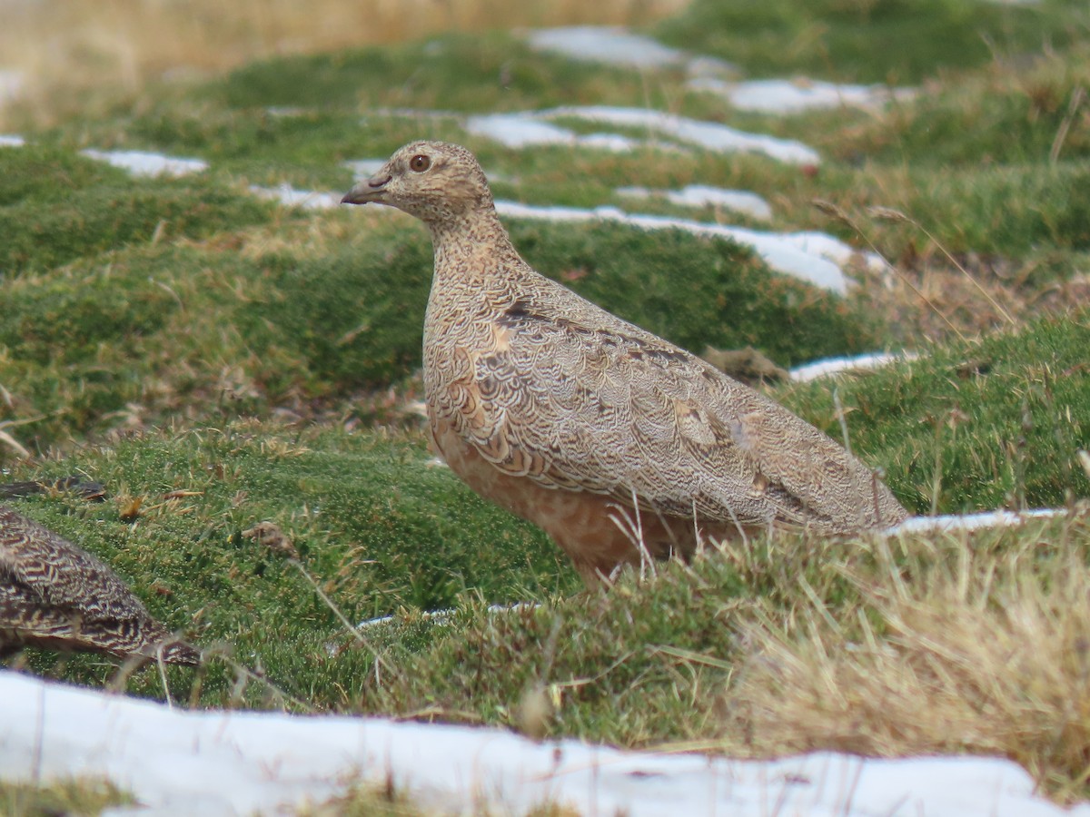Rufous-bellied Seedsnipe - ML645750943