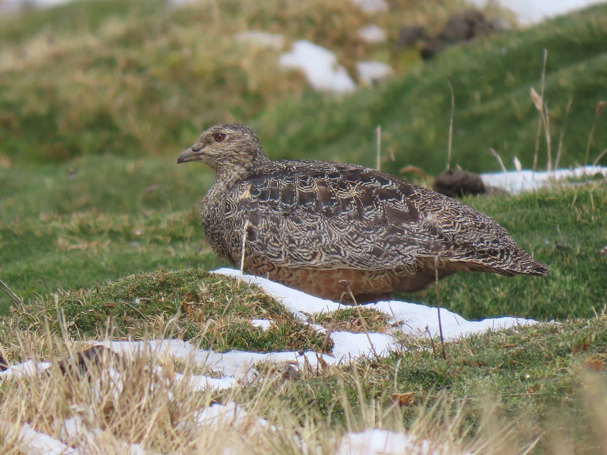 Rufous-bellied Seedsnipe - ML645750944