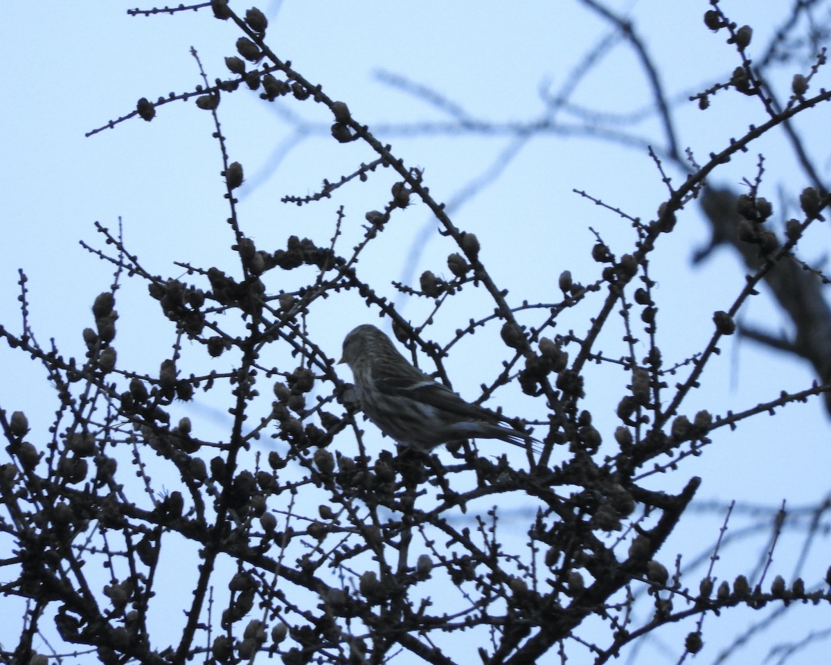 Redpoll - ML645750950