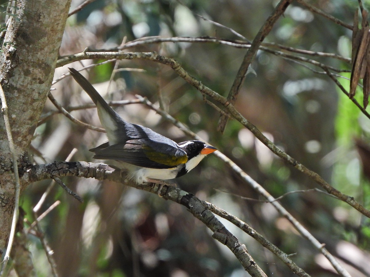 Saffron-billed Sparrow - ML645750951