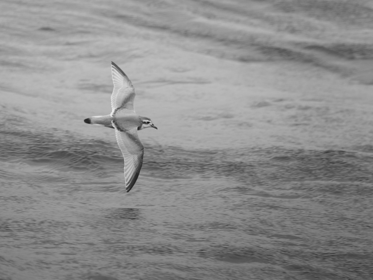 Slender-billed Prion - ML645750952