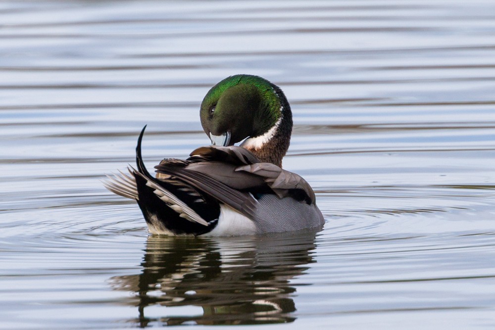 Mallard x Northern Pintail (hybrid) - ML645750953