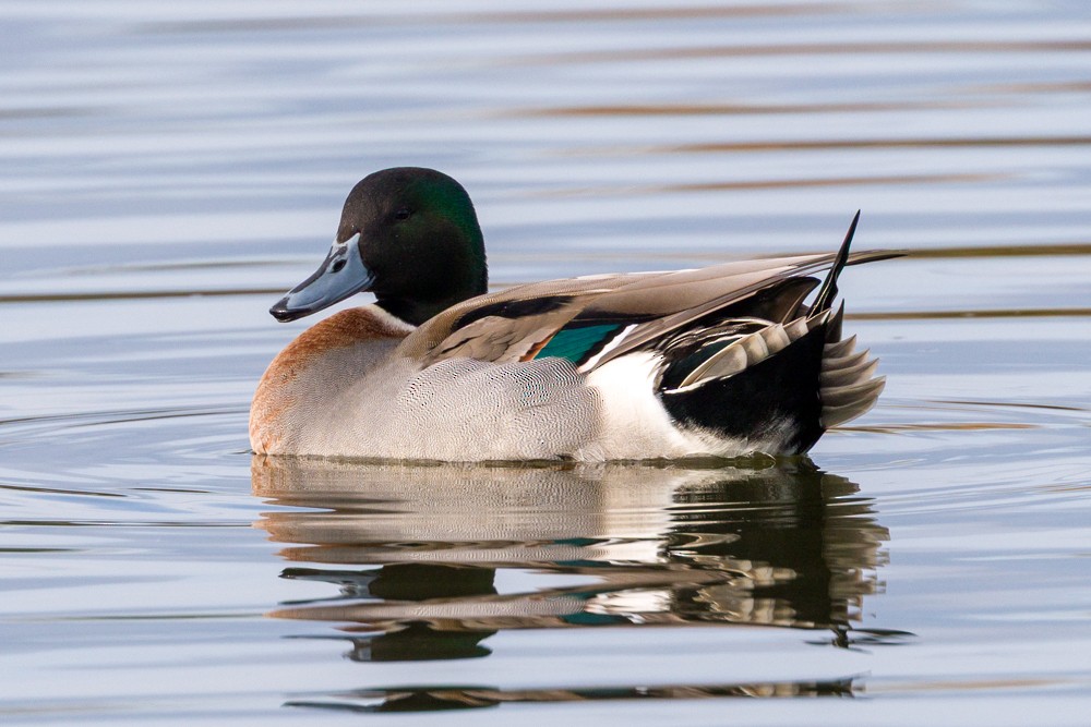 Mallard x Northern Pintail (hybrid) - ML645750954