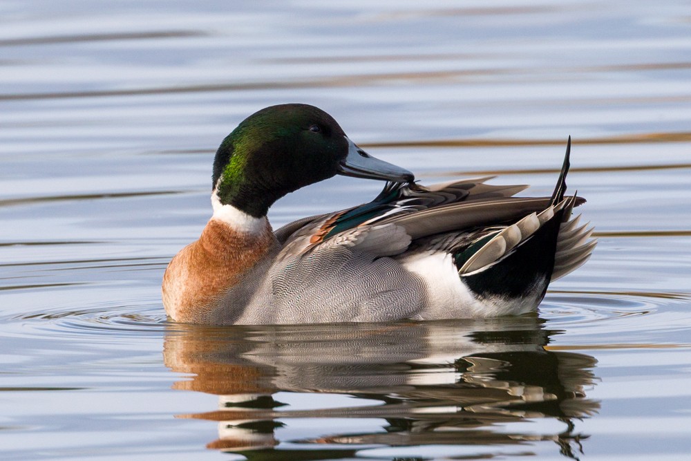 Mallard x Northern Pintail (hybrid) - ML645750955