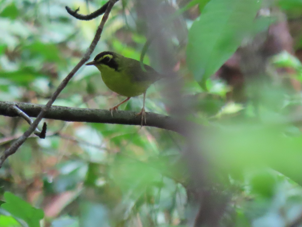 Kentucky Warbler - ML645750956