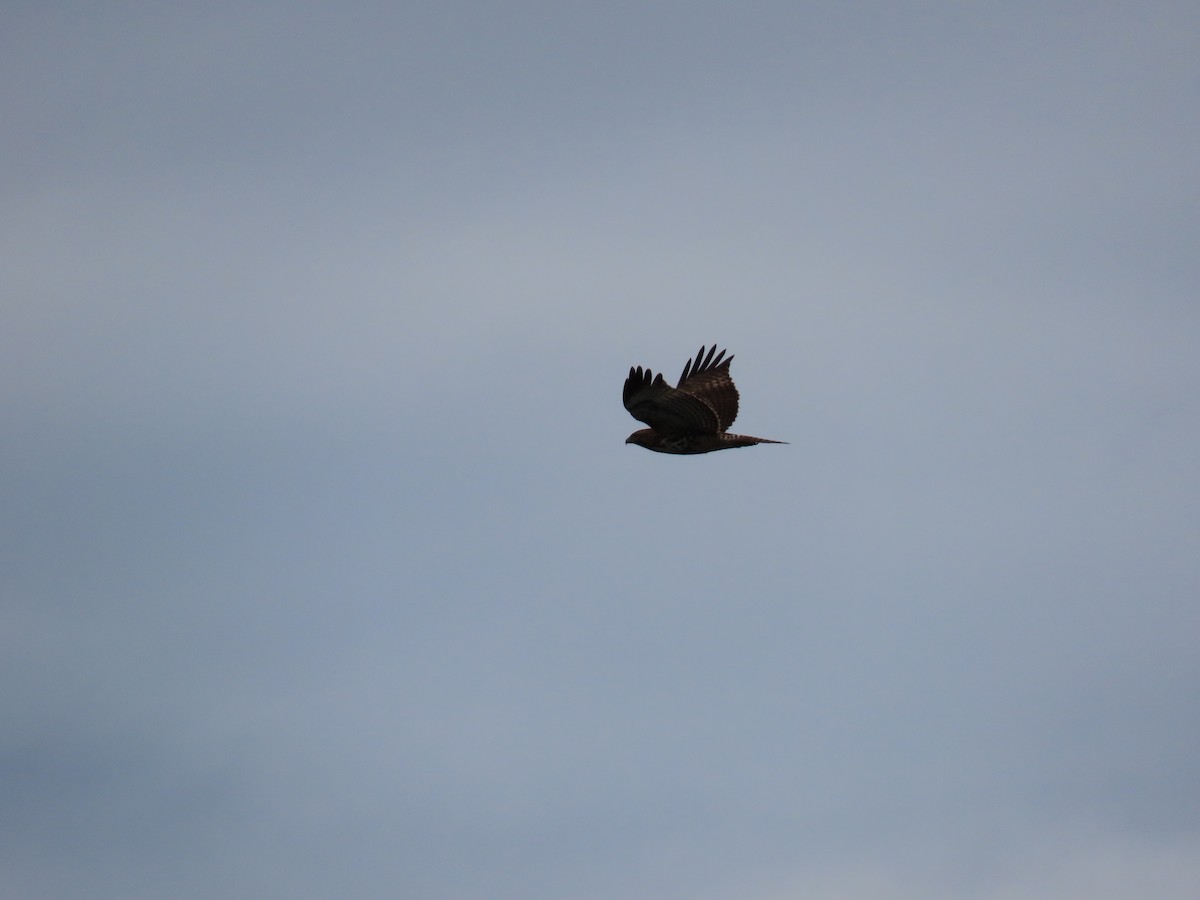Red-tailed Hawk - ML645750958