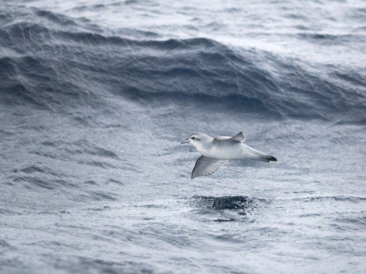 Fairy Prion - ML645750960