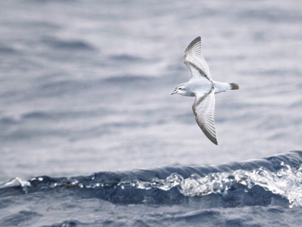 Fairy Prion - ML645750961