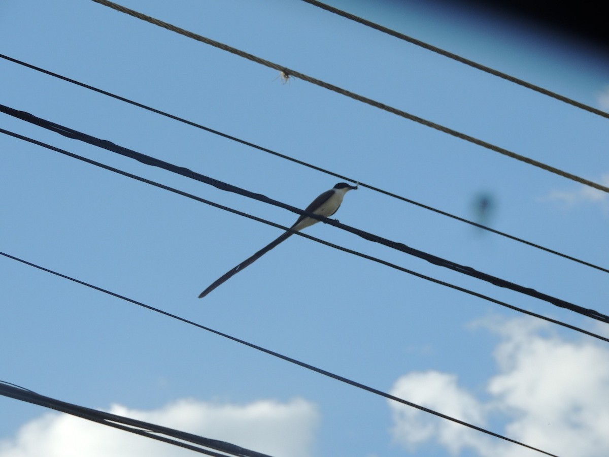 Fork-tailed Flycatcher - ML645750962