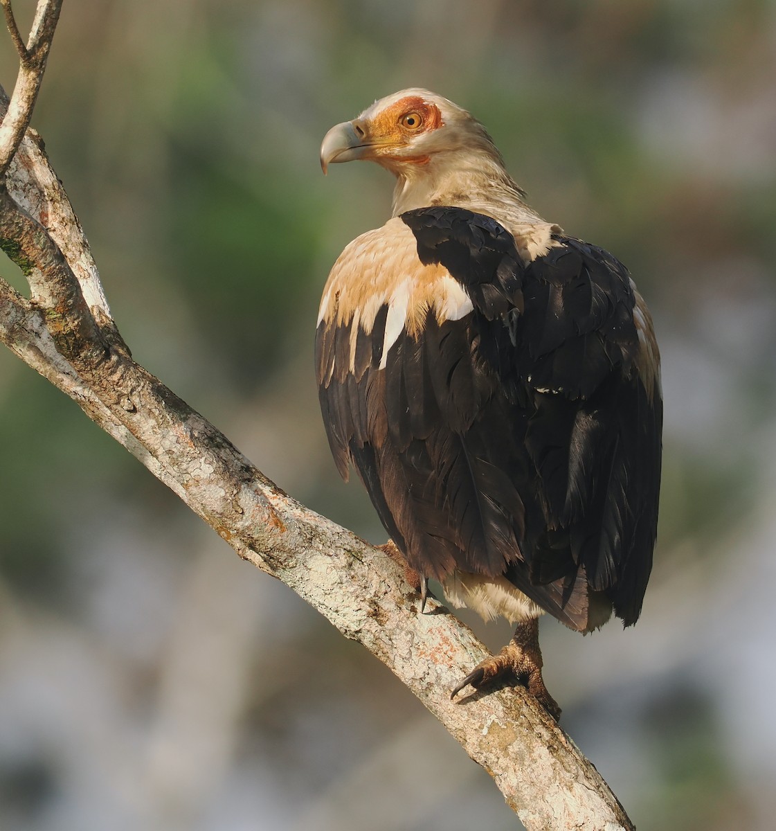 Palm-nut Vulture - ML645750963