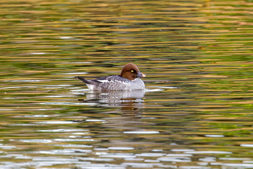Common Goldeneye - ML645750965