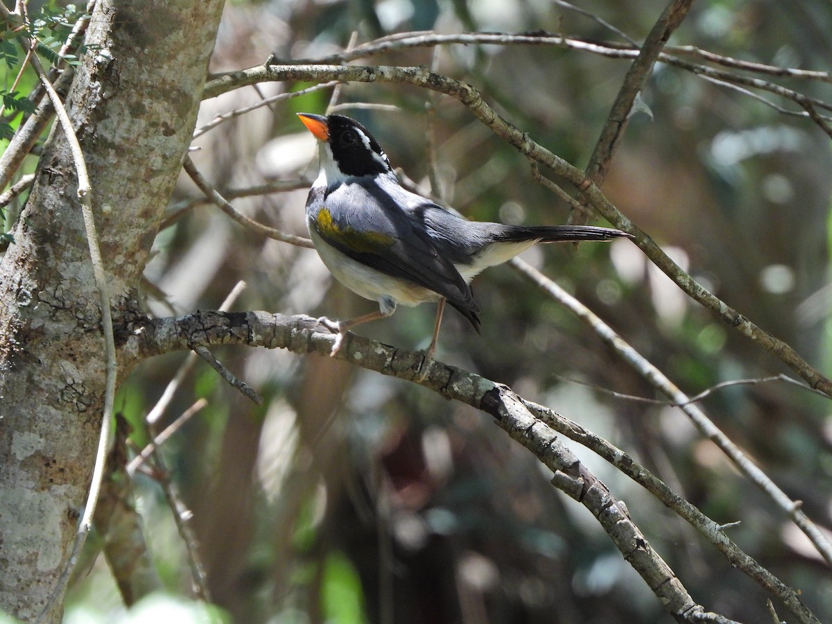 Saffron-billed Sparrow - ML645750966