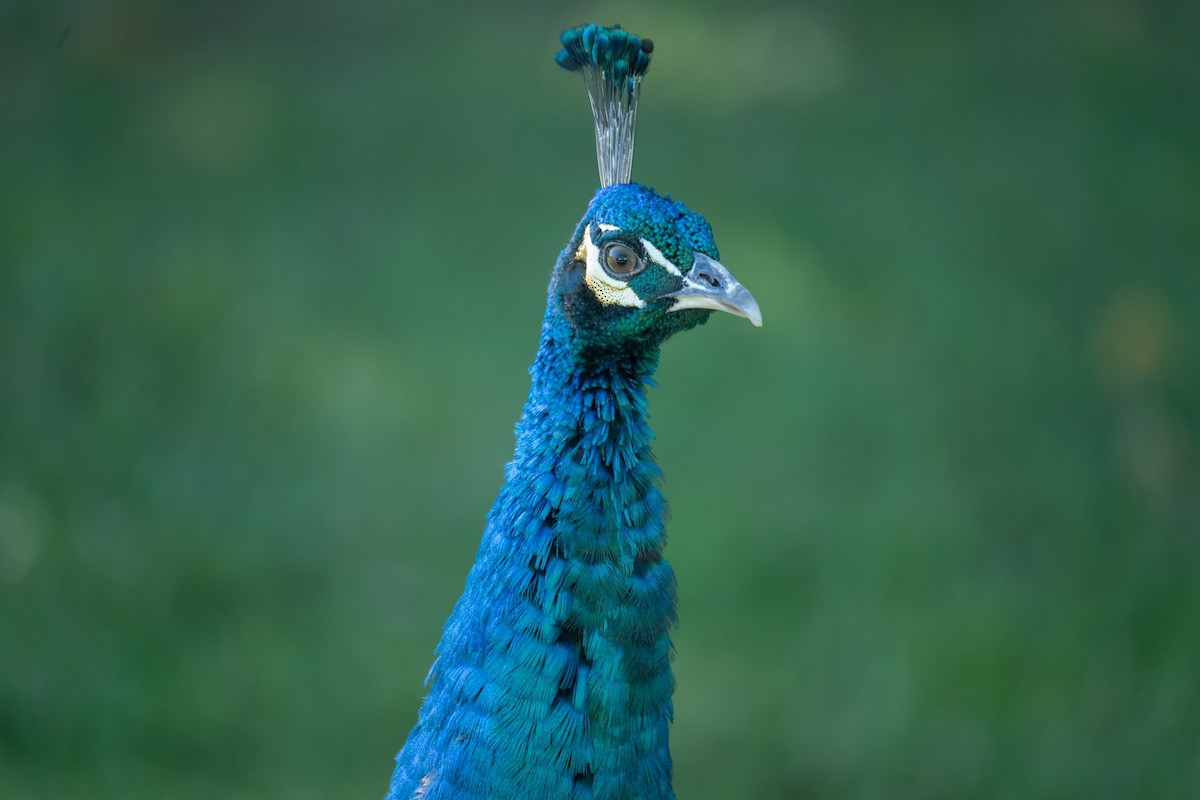 Indian Peafowl - ML645750967