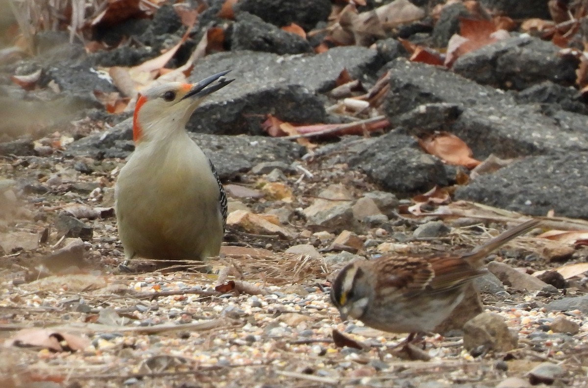 Red-bellied Woodpecker - ML645750968