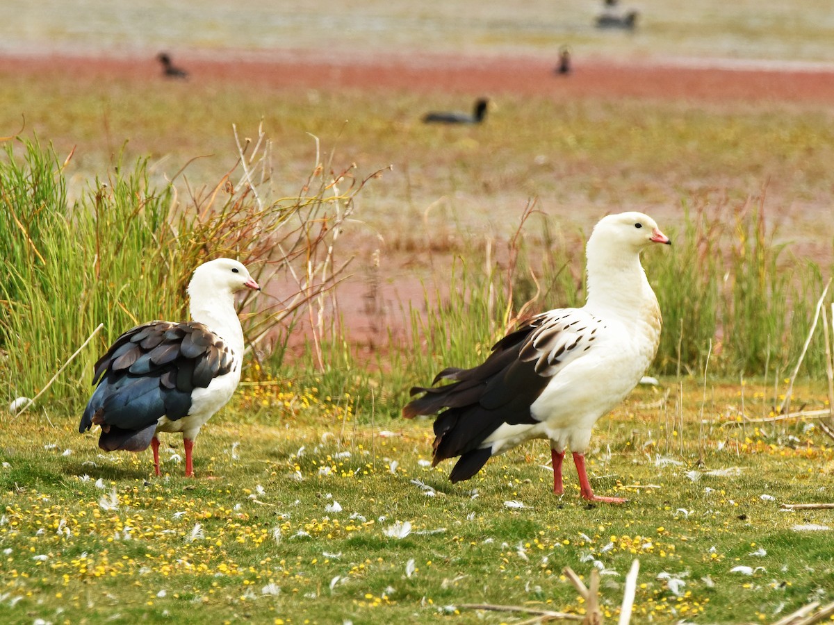 Andean Goose - ML645750969