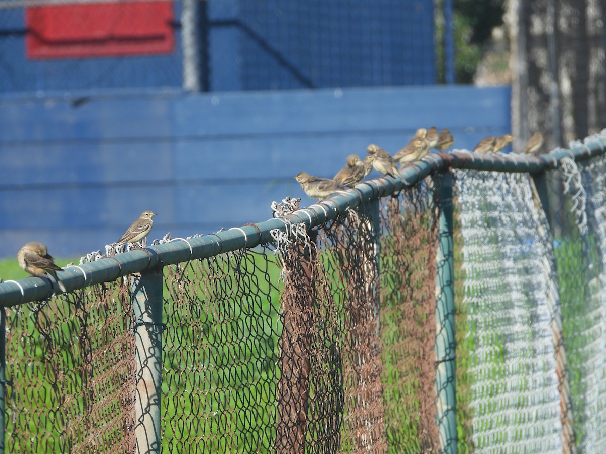 American Pipit - ML645750977