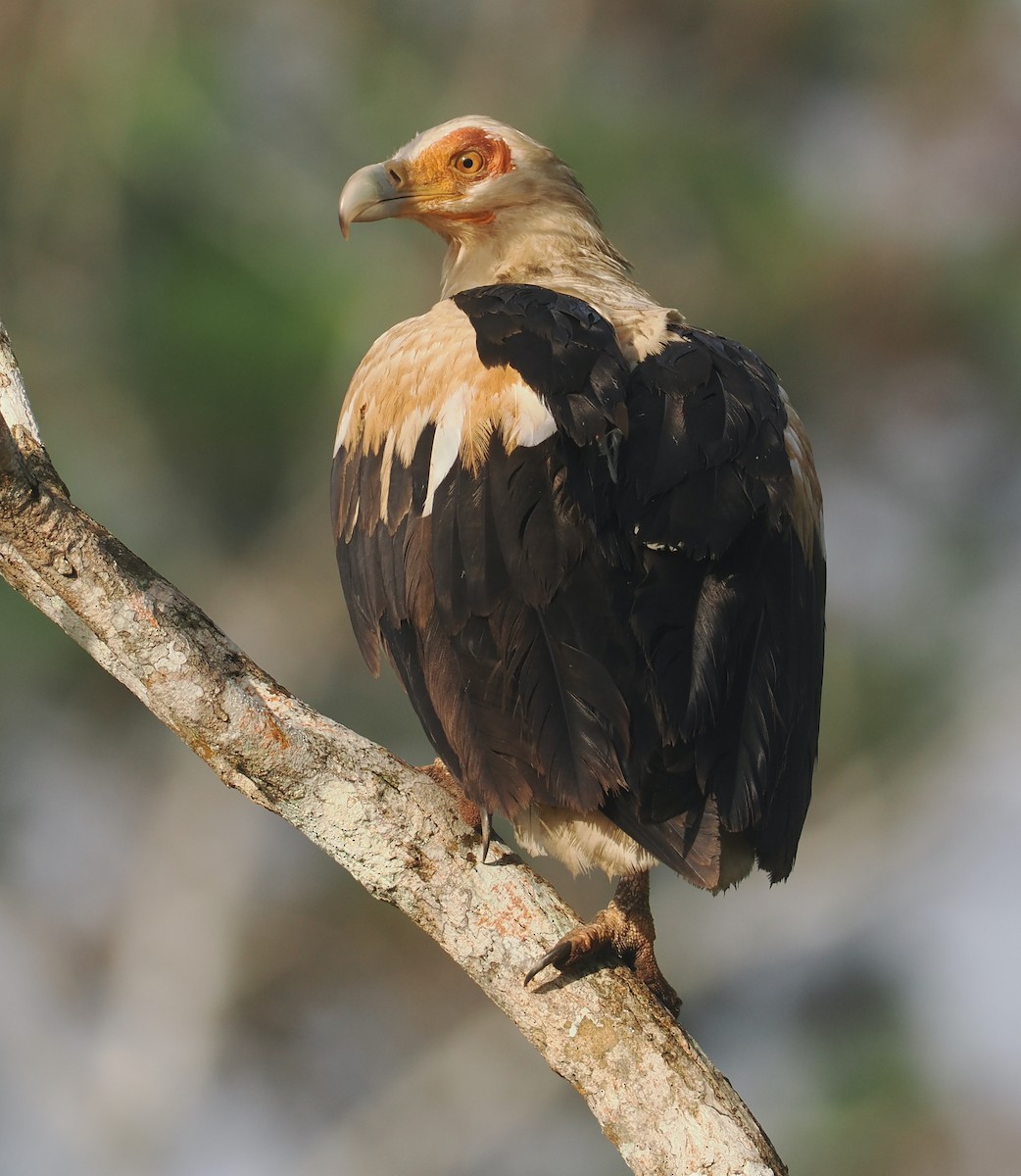 Palm-nut Vulture - ML645750980