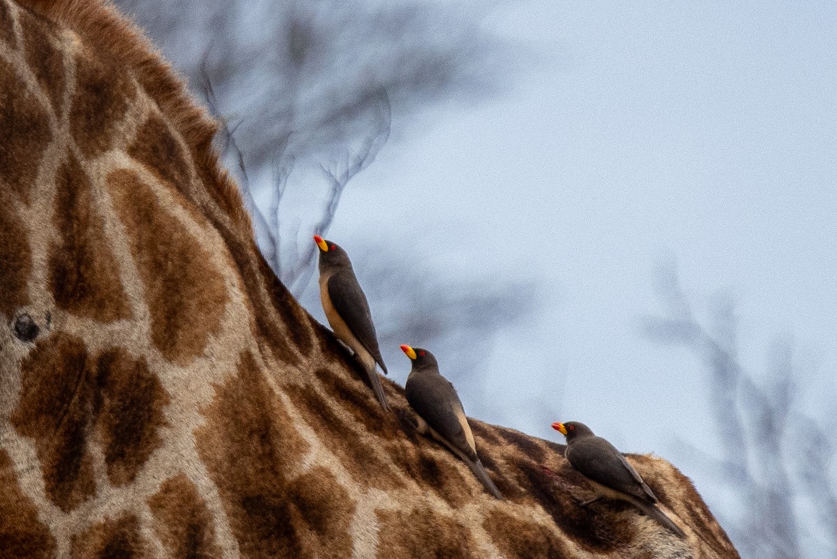 Yellow-billed Oxpecker - ML645750981